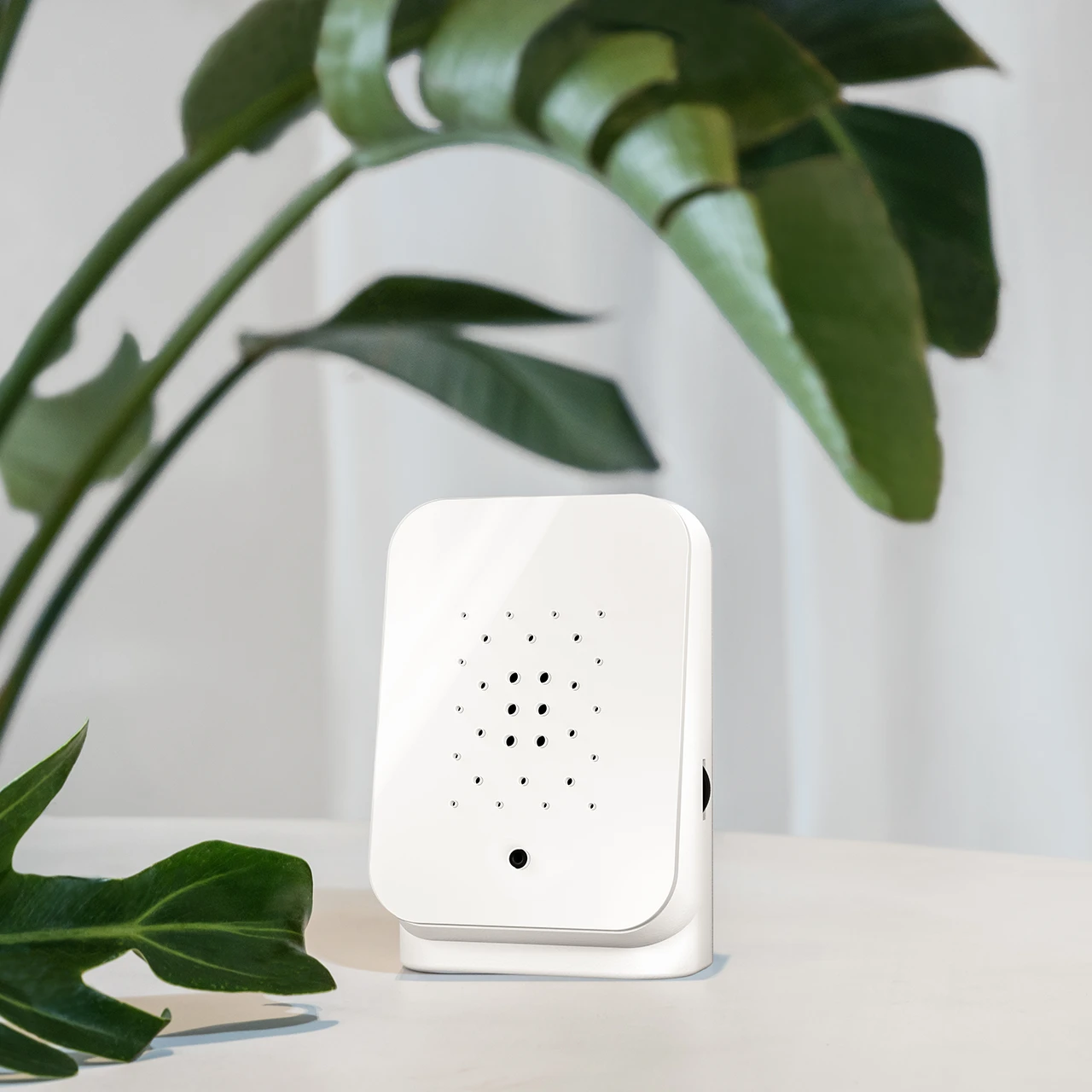 Junglebox White on a table